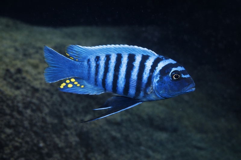 Maylandia zebra 'Mundola Point'